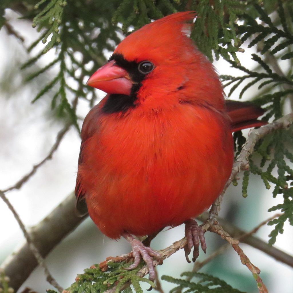Cardinal, Male