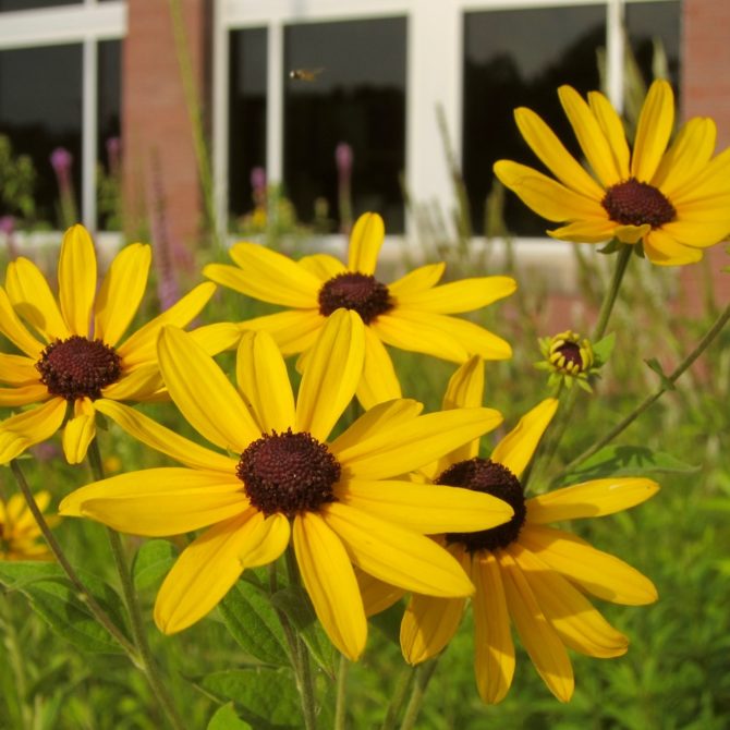 Walk on the Wild Side — August 2019 #2 - The Wildflower Preservation