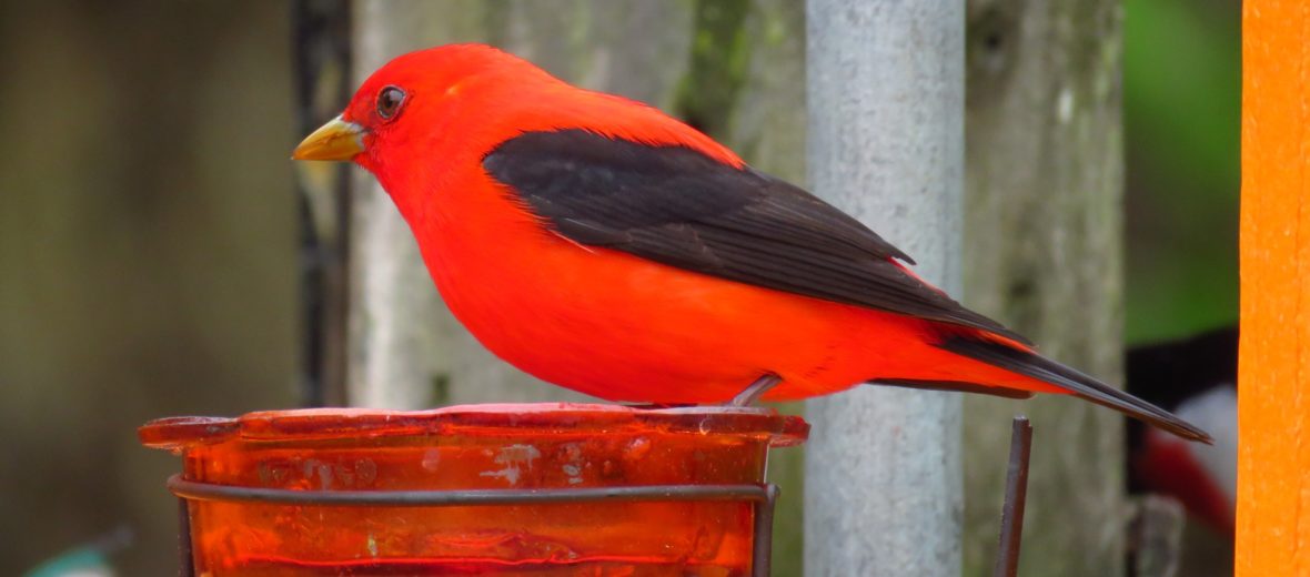 Scarlet Tanager, Male, Piranga olivacea