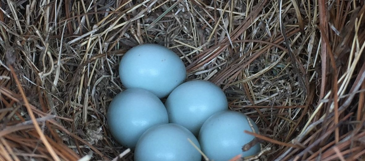 Bluebird Eggs