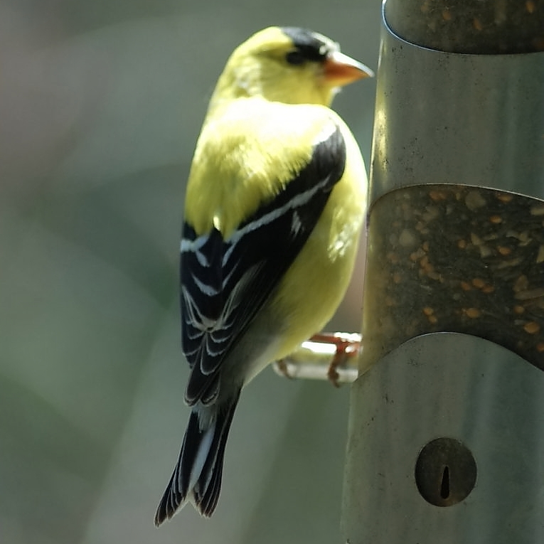 American Goldfinch, Spinus tristis