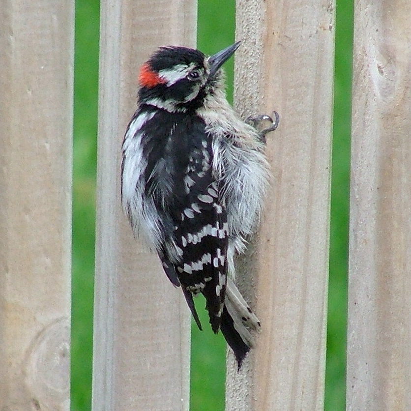 Hairy Woodpecker, male, Dryobates villosus